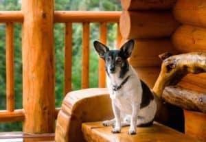 A dog sitting on a bench outside of a cabin
