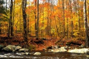 Fall foliage next to a river near Gatlinburg TN.