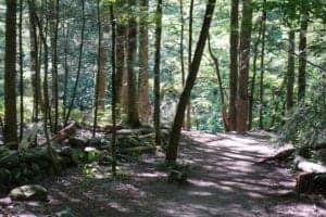 the gatlinburg trail in the great smoky mountains