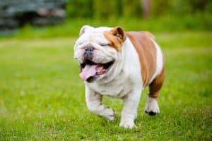 Happy English bulldog on the grass near one of our Gatlinburg pet friendly cabins.