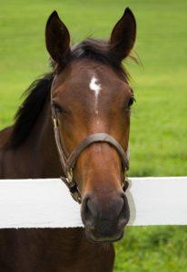 Horseback riding in the Smoky Mountains