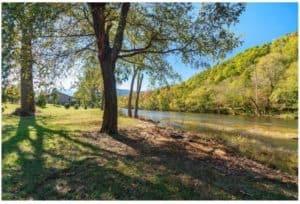 Trees along the Pigeon River at the River's Edge Lodge cabin.