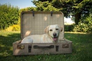 Dog in suitcase.jpg