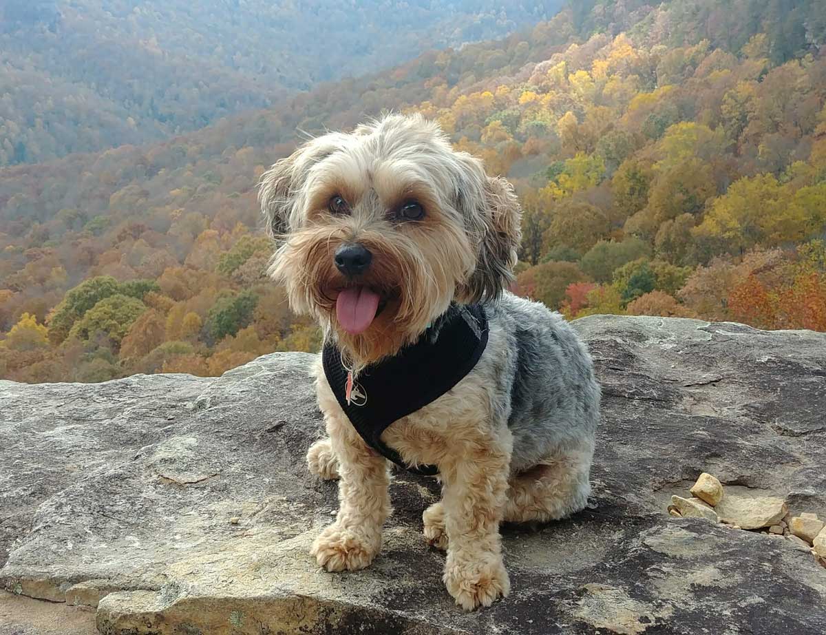 Pet Friendly callout