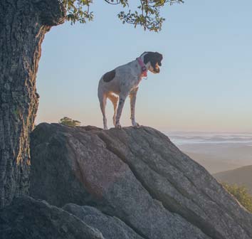 Thing To Do Pet Friendly
